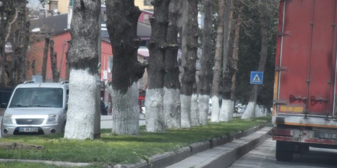 Tatvan’da ağaçlar kireçleniyor