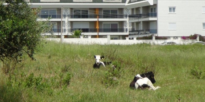 15 gündür aynı yerde bağlı olarak yaşayan dört inek mahallelinin tepkisini çekiyor