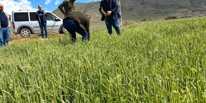 Karaman Ziraat Odası Başkanı Bayram doludan zarar gören bölgelerde incelemelerde bulundu