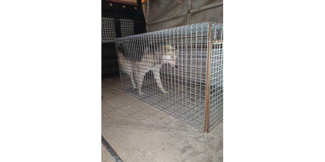 Hatay’da işkence yapılan köpek çöp konteynerinde ölüme terk edildi