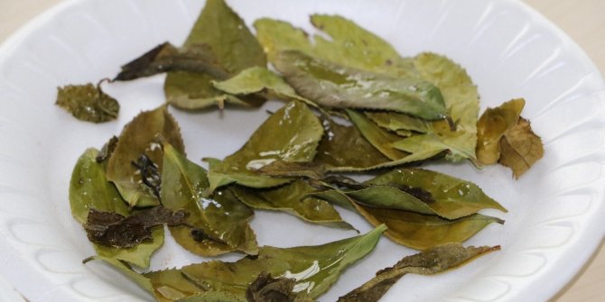 İmparatorların Çayı ’Beyaz Çay’ tahtını ’Ballı Altın Çay’a kaptırdı