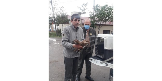 Yaralı şahin tedavi altına alındı