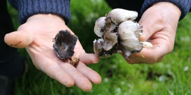 Mantar zehirlenmelerine karşı uyarı