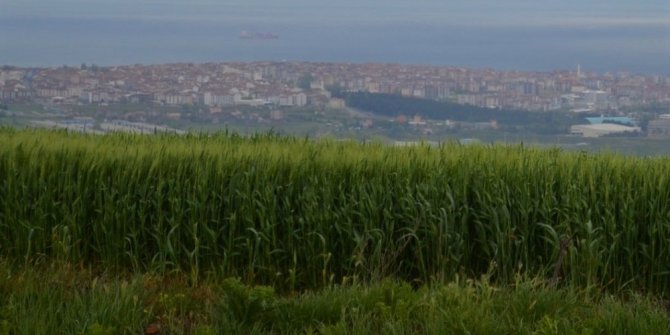 Tekirdağ’da bol yağış çiftçilerin umutlarını yeşertti