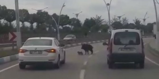 Karayoluna inen anne domuzun yavrularını koruma çabası
