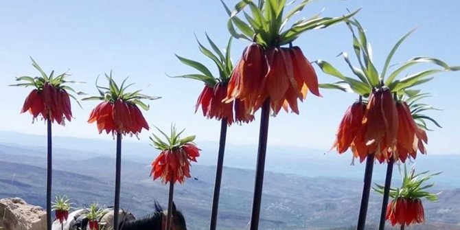 Çemişgezek dağlarını ters laleler süsledi