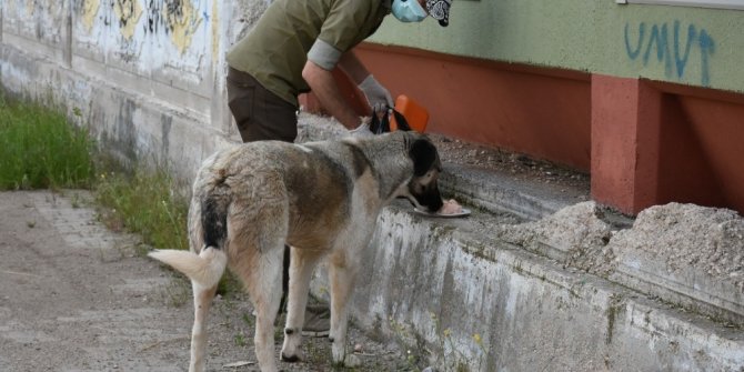 Sondakik editörleri sokak hayvanlarını unutmadı