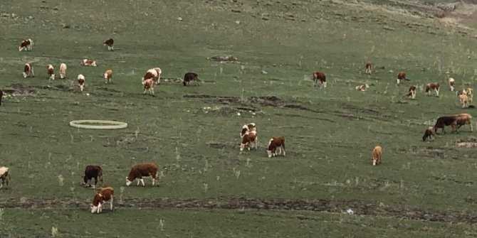 Kars’ta hayvanlar meralara çıktı