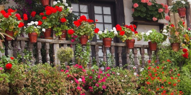 Ankara’da en güzel pencere, balkon ve teraslar yarışma ile belirlenecek