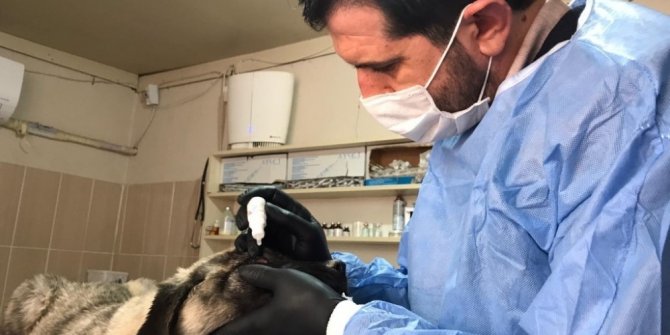 Hasta köpek, Adıyaman Belediyesi tarafından tedavi edildi