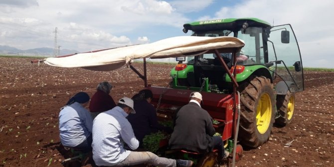 Adıyaman’da tütün ekimi başladı