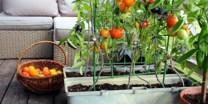 Nilüfer Belediyesi’nden balkon tarımına teşvik “Fidesi bizden ürün sizden”