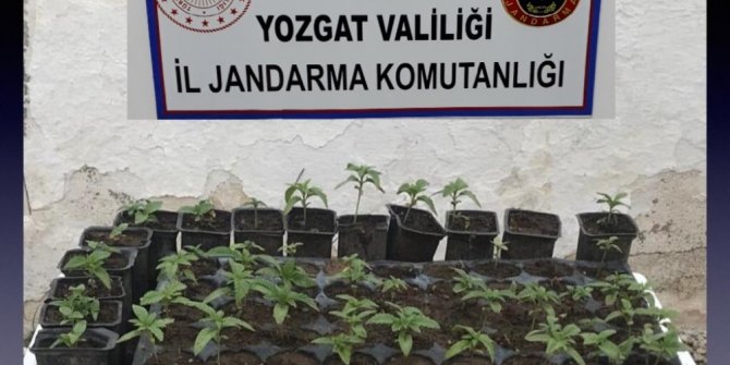 Yozgat’ta 72 kök hint keneviri ele geçirildi