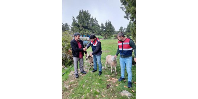 Erdemli’de hayvan hırsızları jandarma ekiplerince yakalandı