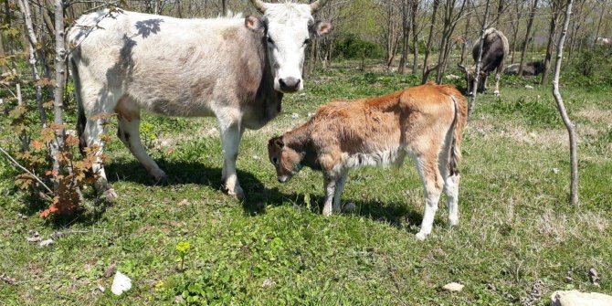 Köpekler, buzağılar ile tavuklara saldırdı