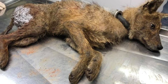 Köpeklerin yaraladığı yavru çakal tedavisinin ardından yeniden doğaya salındı