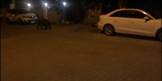 Hıdrellez kutlamalarının davetsiz misafiri olan domuz korkuttu