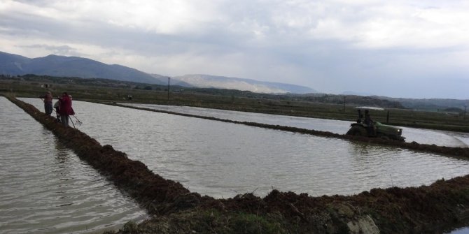 Üreticiler bu sene daha çok ekiyor