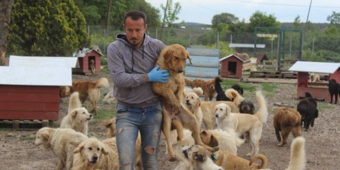 Sokak hayvanları için çiftlik kurdu, 500 köpeği besleyip sahiplendiriyor