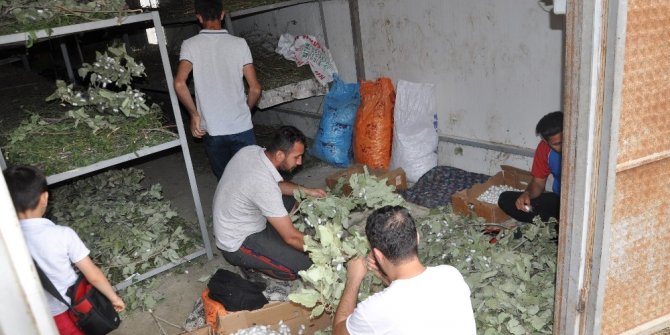 Sason’da ipek böceği yetiştiriciliği yaygınlaşıyor