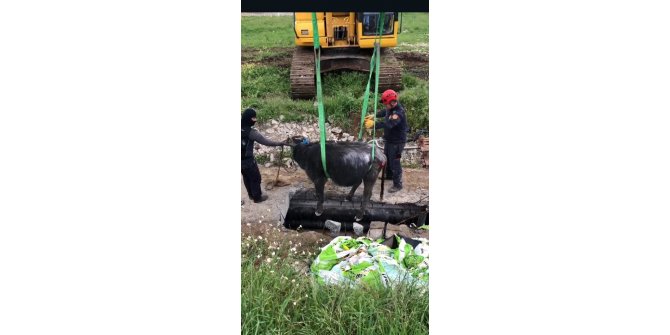 İtfaiyeden manda kurtarma operasyonu
