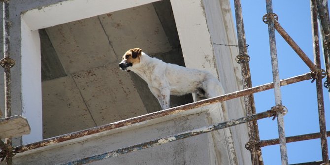 Konya'da inşaat halindeki binanın 6. katına çıkan köpek korkuttu