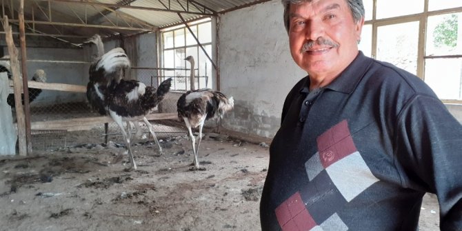 Covid 19 Deve Kusu Yumurtasi Taleplerini Artirdi