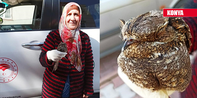 Yaralı halde bulunan çobanaldatan kuşu tedaviye alındı