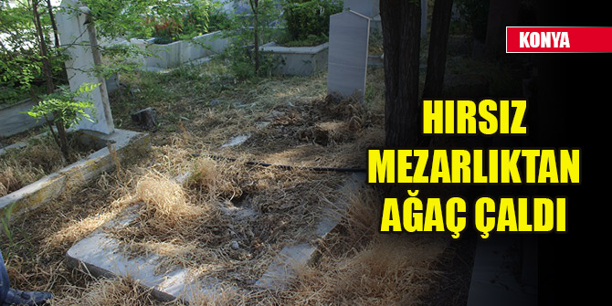 Konya'da hırsız mezarlıktan ağaç çaldı