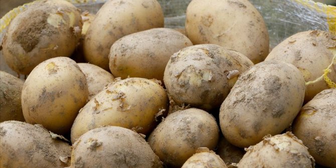 Bakanlıktan 50 bin ton patates ihracatına izin