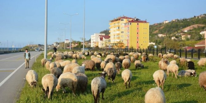 Giresunlu çobanların yayla yolculuğu başladı