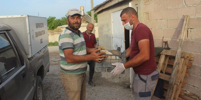 Bulduğu yavru köpekleri doyurup belediyeye teslim etti