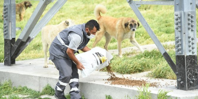 Başkan Altay: Konya'daki sahipsiz hayvanlarımızı aç bırakmayacağız