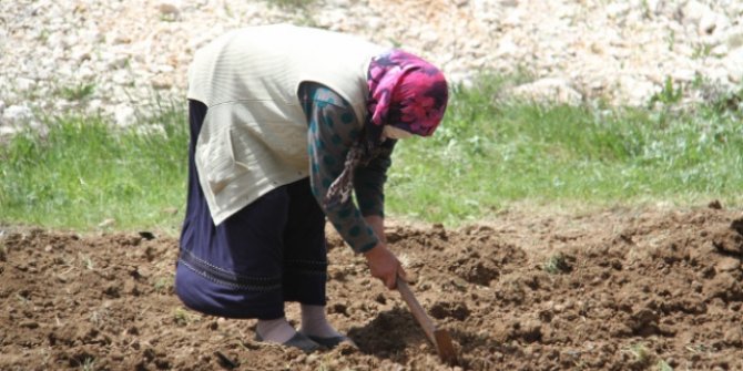 Gembos Ovası'nda bayram mesaisi