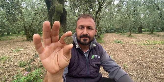 Zeytin ağaçlarını ilaçlarken buldu! Tam 2200 yıllık...