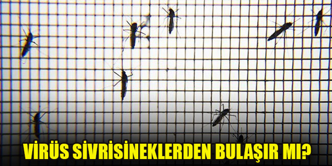 Koronavirüs sivrisineklerden bulaşır mı?