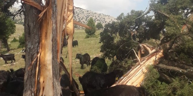 Üzerine yıldırım düşen 8 metrelik ağaç ikiye bölündü
