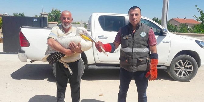 Konya'da yaralı pelikan koruma altına alındı