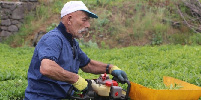 Benzinli çay toplama motorları yasaklandı