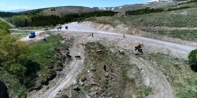 Kayıp inekler drone ile bulundu