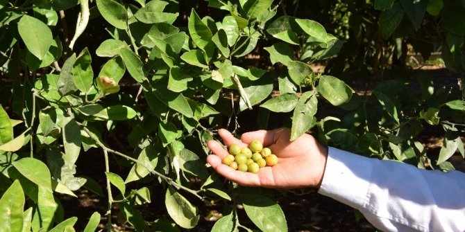 Çöl sıcakları etkili oldu, rekoltede yüzde 50 düşüş bekleniyor