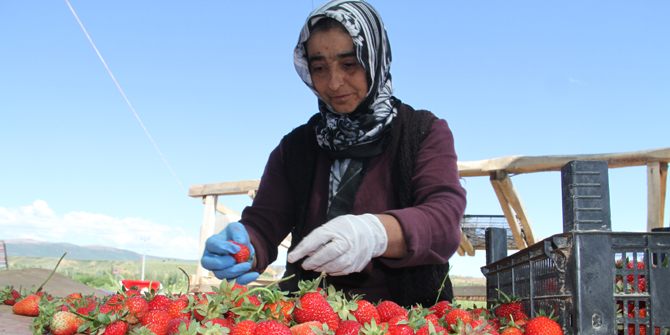 Çilek üretiminde tarımsal işçilikten patronluğa