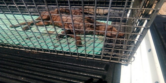 Hatay'da kuyuya düşen tilkiyi itfaiye kurtardı