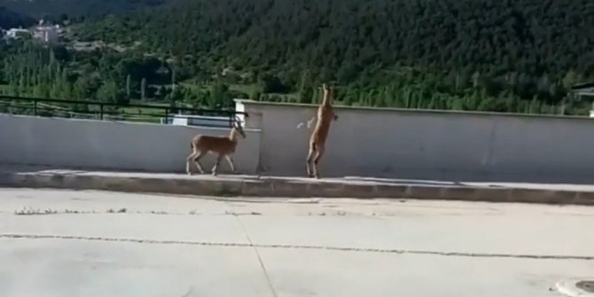 Yavru yaban keçileri hastane bahçesine indi