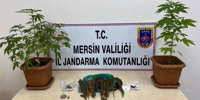 Banyoda saksı içinde kenevir yetiştirmişler