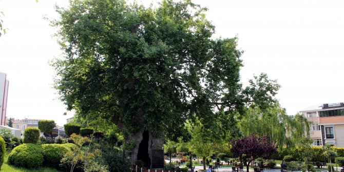 850 yaşında, zamana meydan okuyor