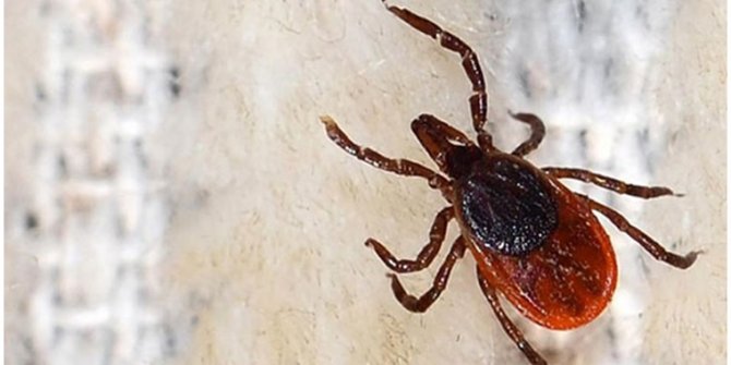 Koronayla mücadele bitmemişken 7 ilimizde Kırım Kongo Kanamalı Ateşi hastalığı patlak verdi