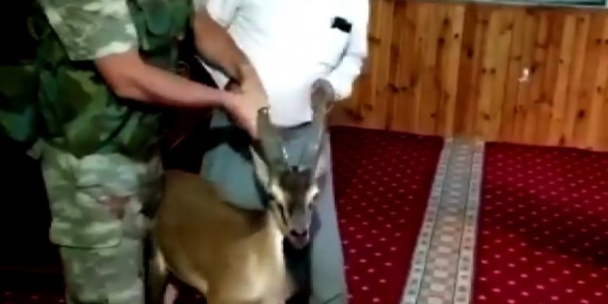 Dağ keçisi camiye girdi