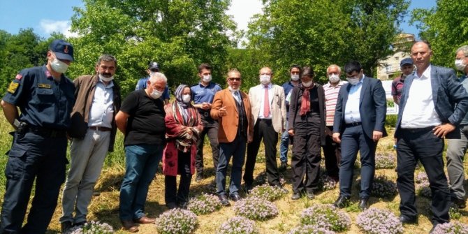 Rize’nin İkizdere ilçesinde dağ kekiği hasadına başlandı