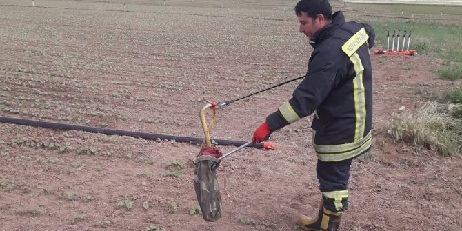 Rögardan çıkarılan yılanlar doğaya bırakıldı